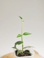 A small green plant with several leaves sprouting from a thin stem, planted in a small, white square pot filled with dark soil. The background is plain and light-colored, highlighting the simplicity and freshness of the plant.
