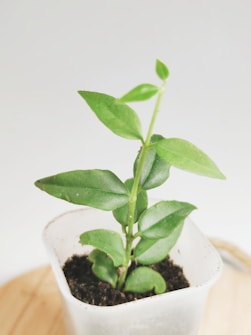 A young plant with vibrant green leaves growing in a small white pot filled with dark soil. The backdrop is simple, allowing the focus to remain on the plant.