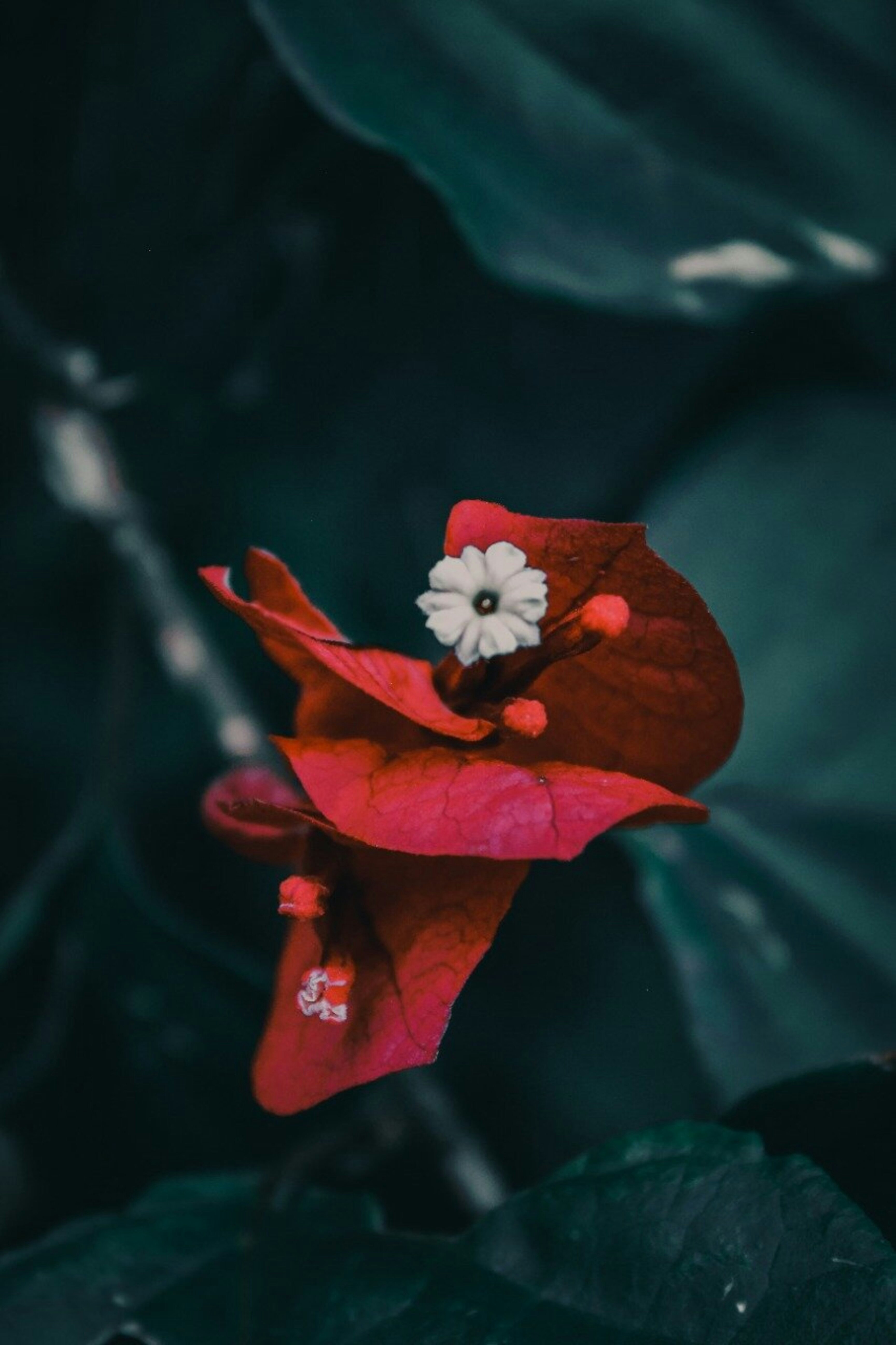 red flower in tilt shift lens