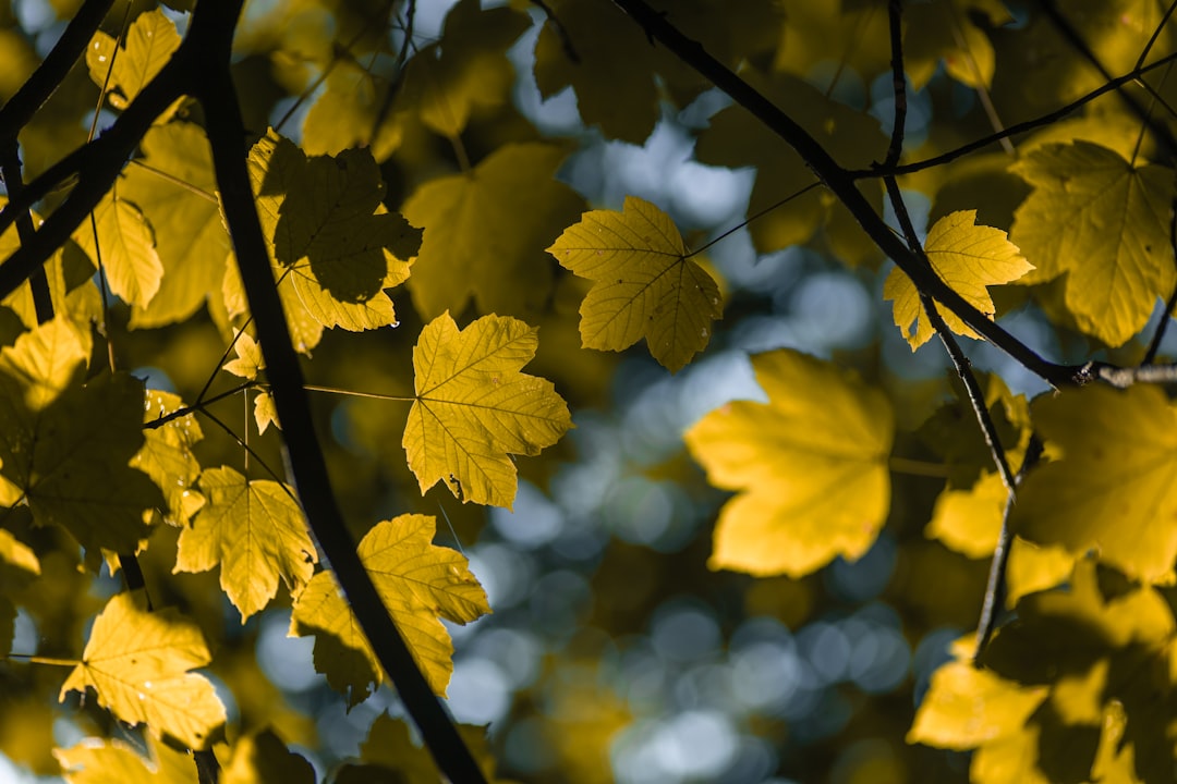 yellow leaves on brown tree branch