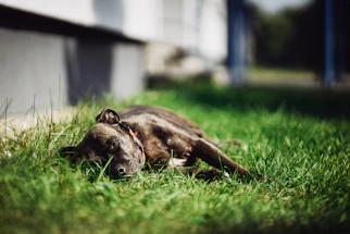 A calm dog lying in the sun on green grass near a cozy kennel.