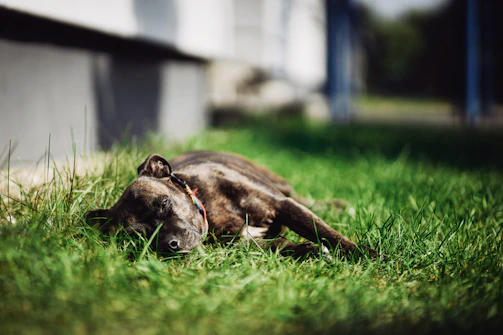 A calm dog lying in the sun on green grass near a cozy kennel.