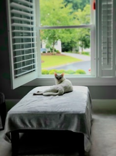 white cat lying on bed