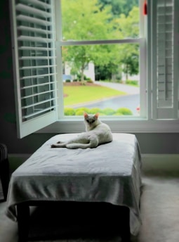 white cat lying on bed