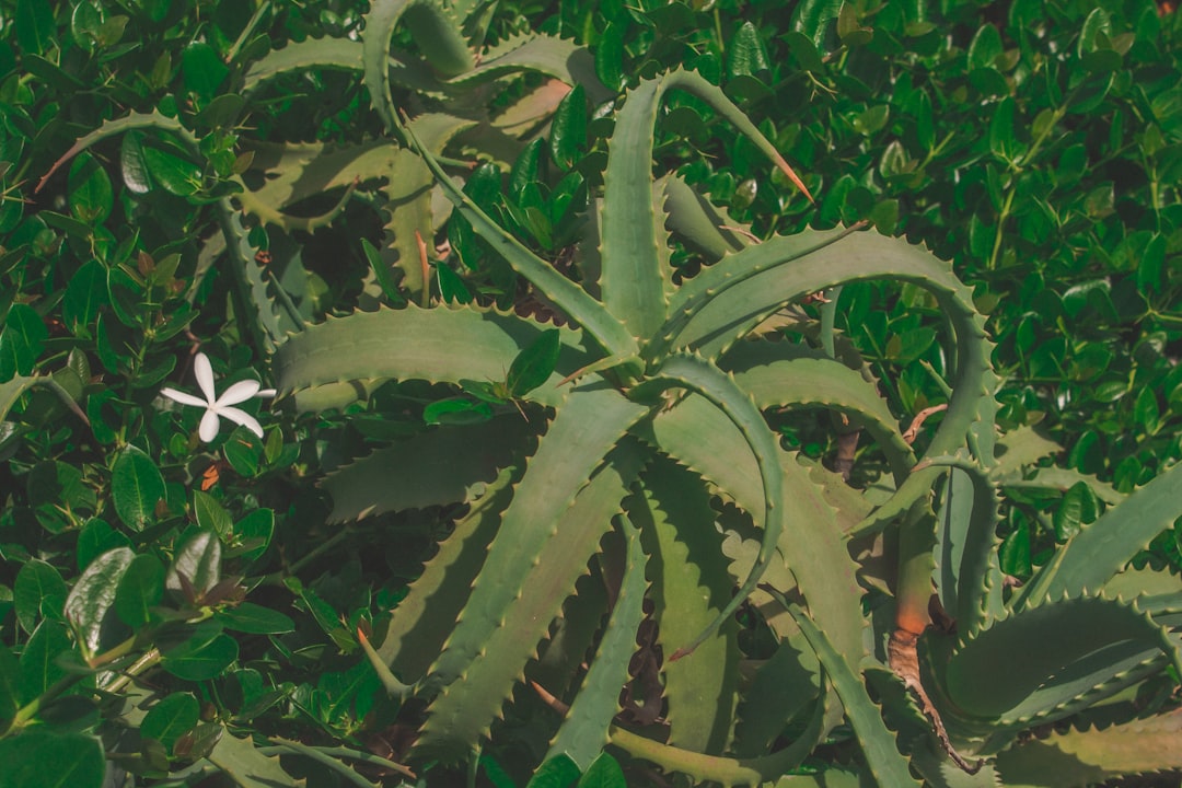 green and white plant during daytime