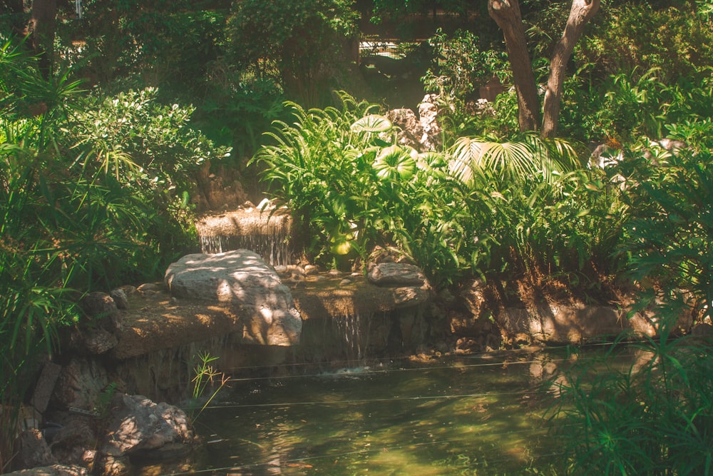 green trees beside river during daytime