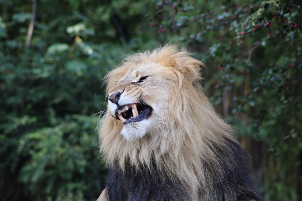 brown lion on black rock during daytime