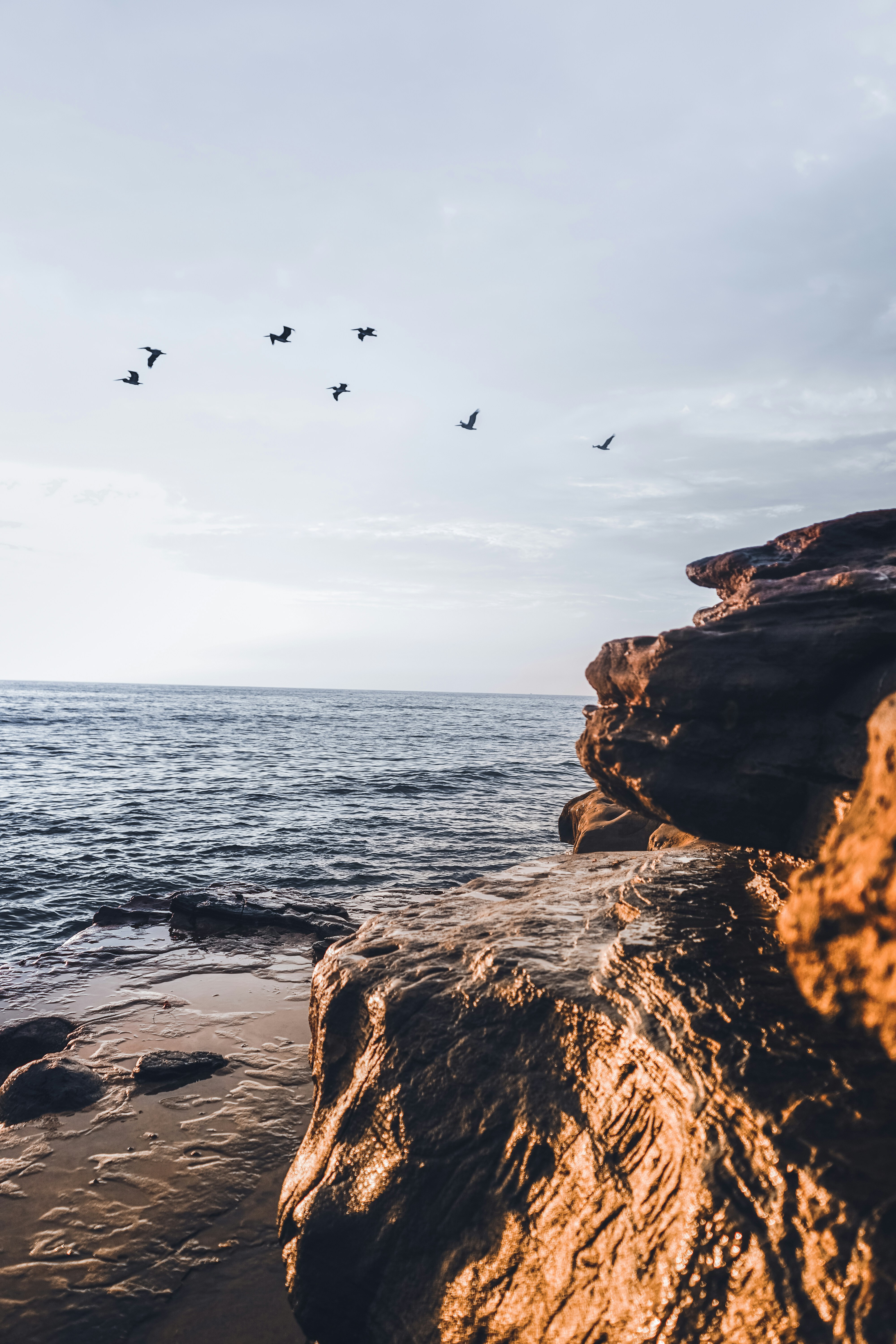 birds flying over the sea during daytime
