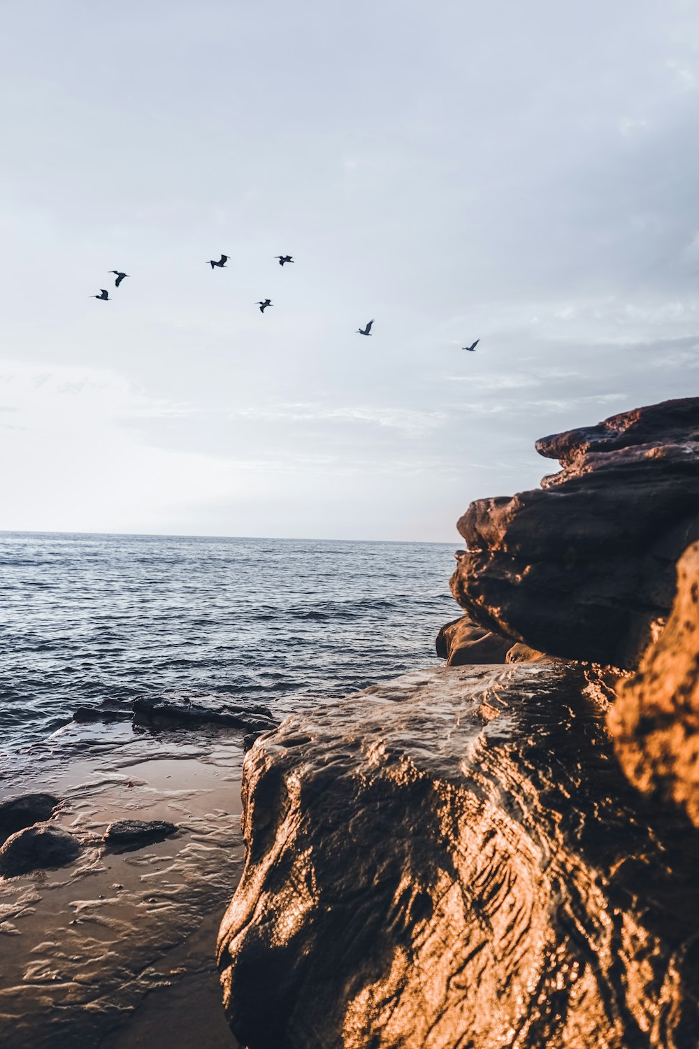 birds flying over the sea during daytime