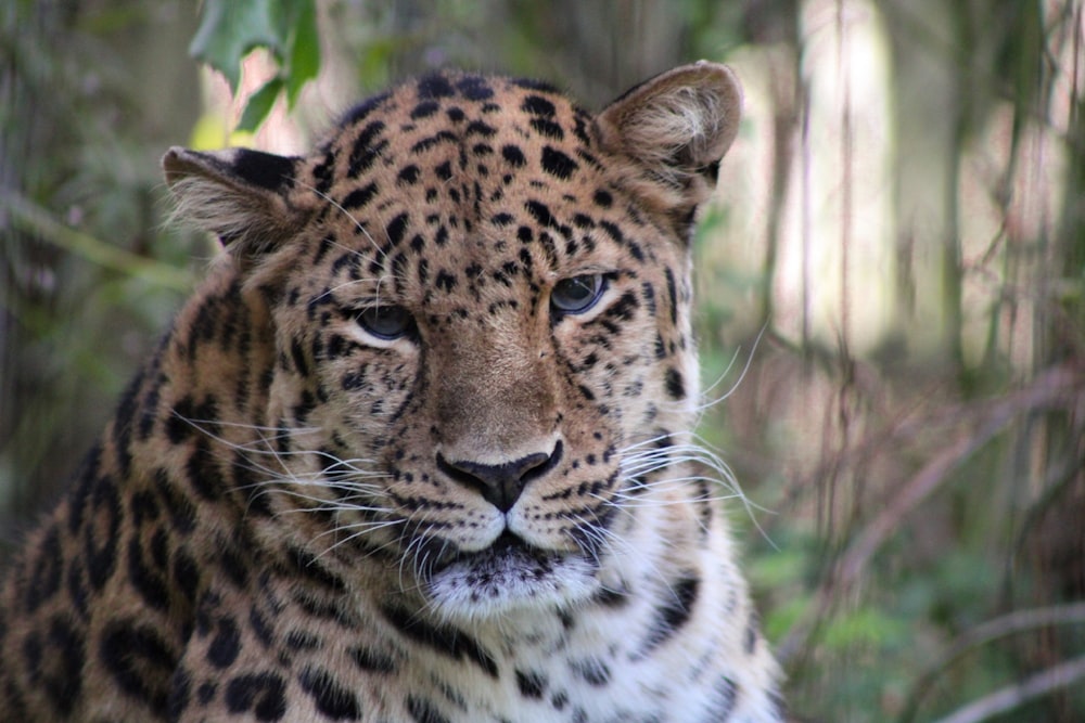 brown and black leopard in close up photography