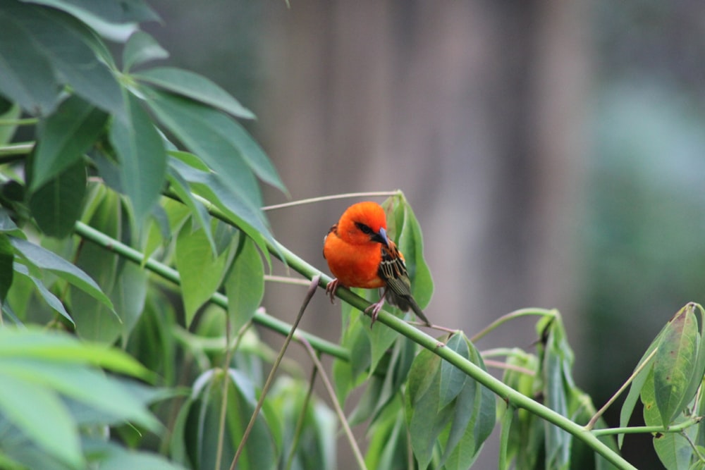 orange bird on green leaf during daytime