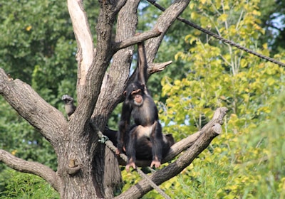 Uganda Rundreise Affe im Baum