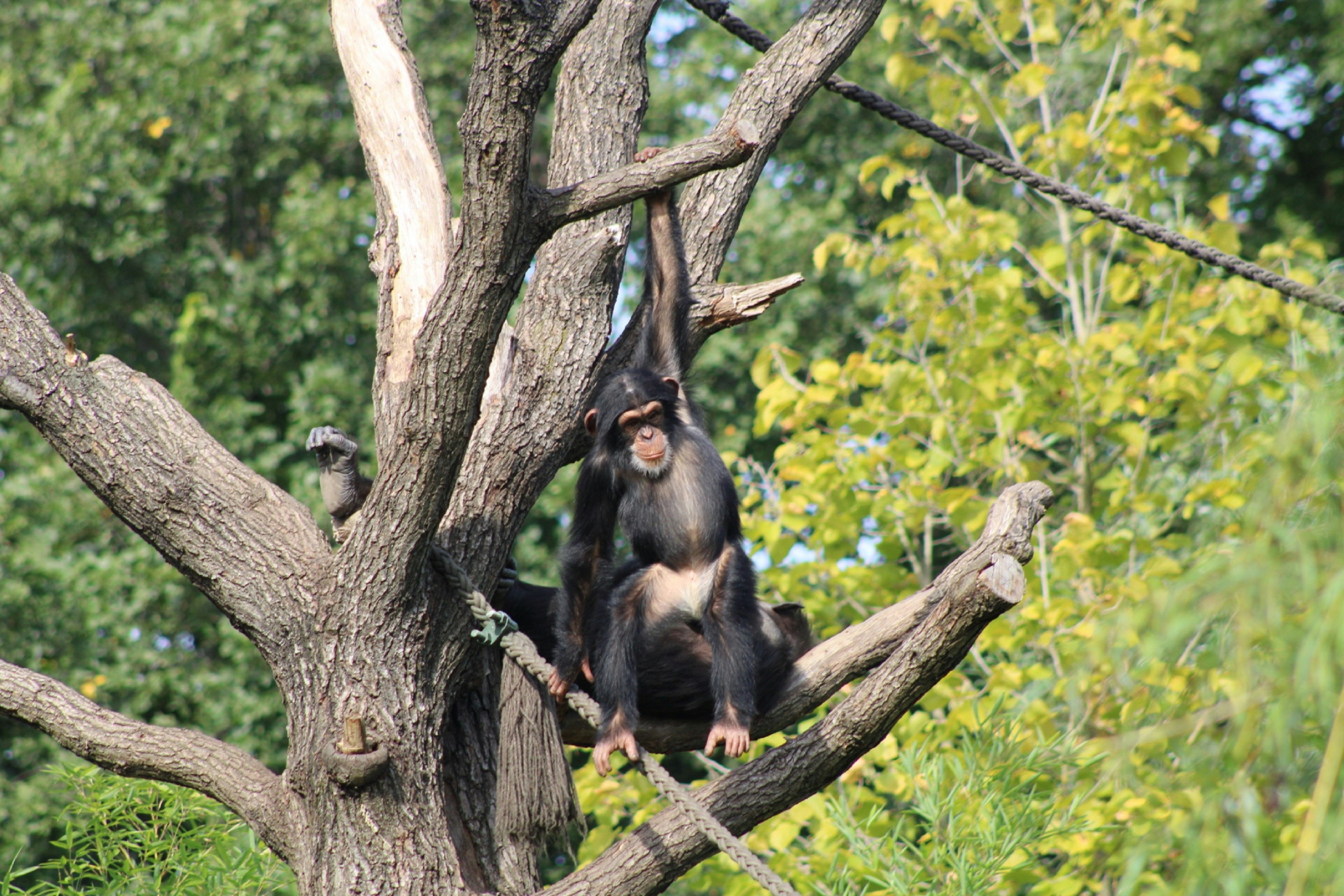 black monkey on brown tree branch during daytime