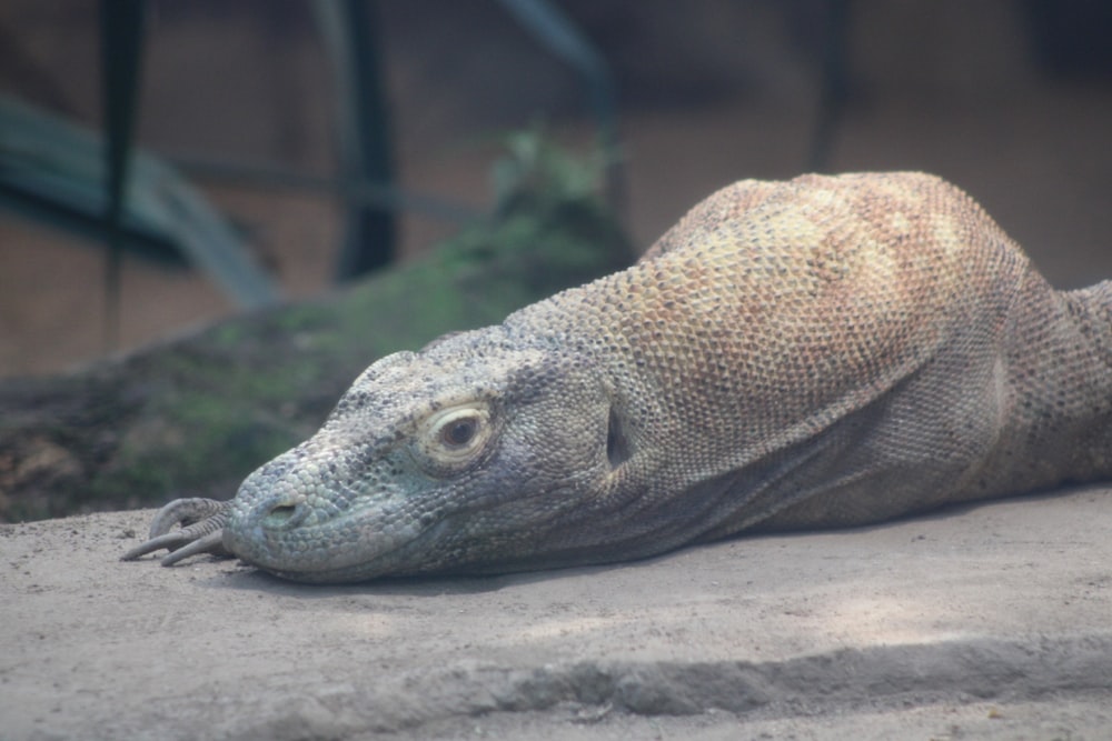 brown lizard on brown wood