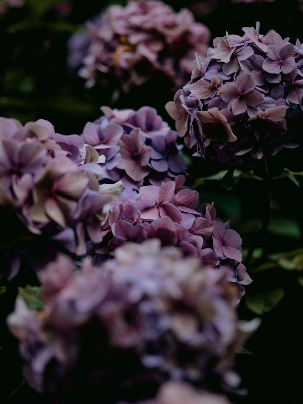 purple and white flower in close up photography