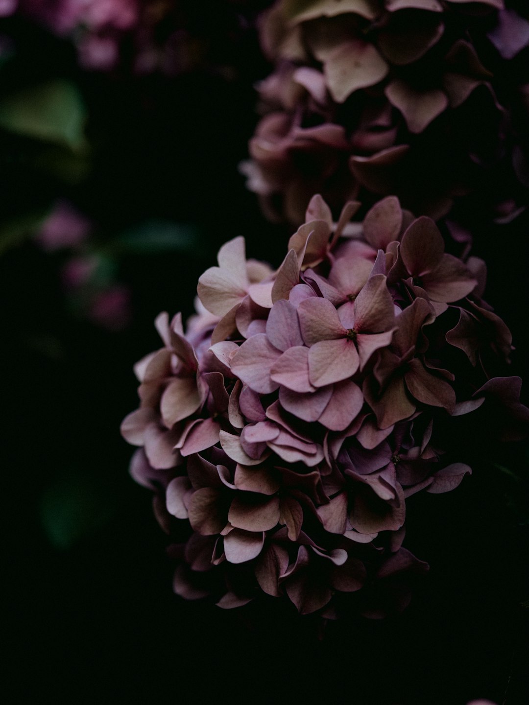 white and purple flower in close up photography