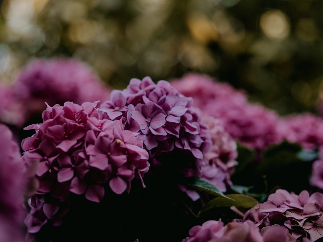 purple flowers in tilt shift lens