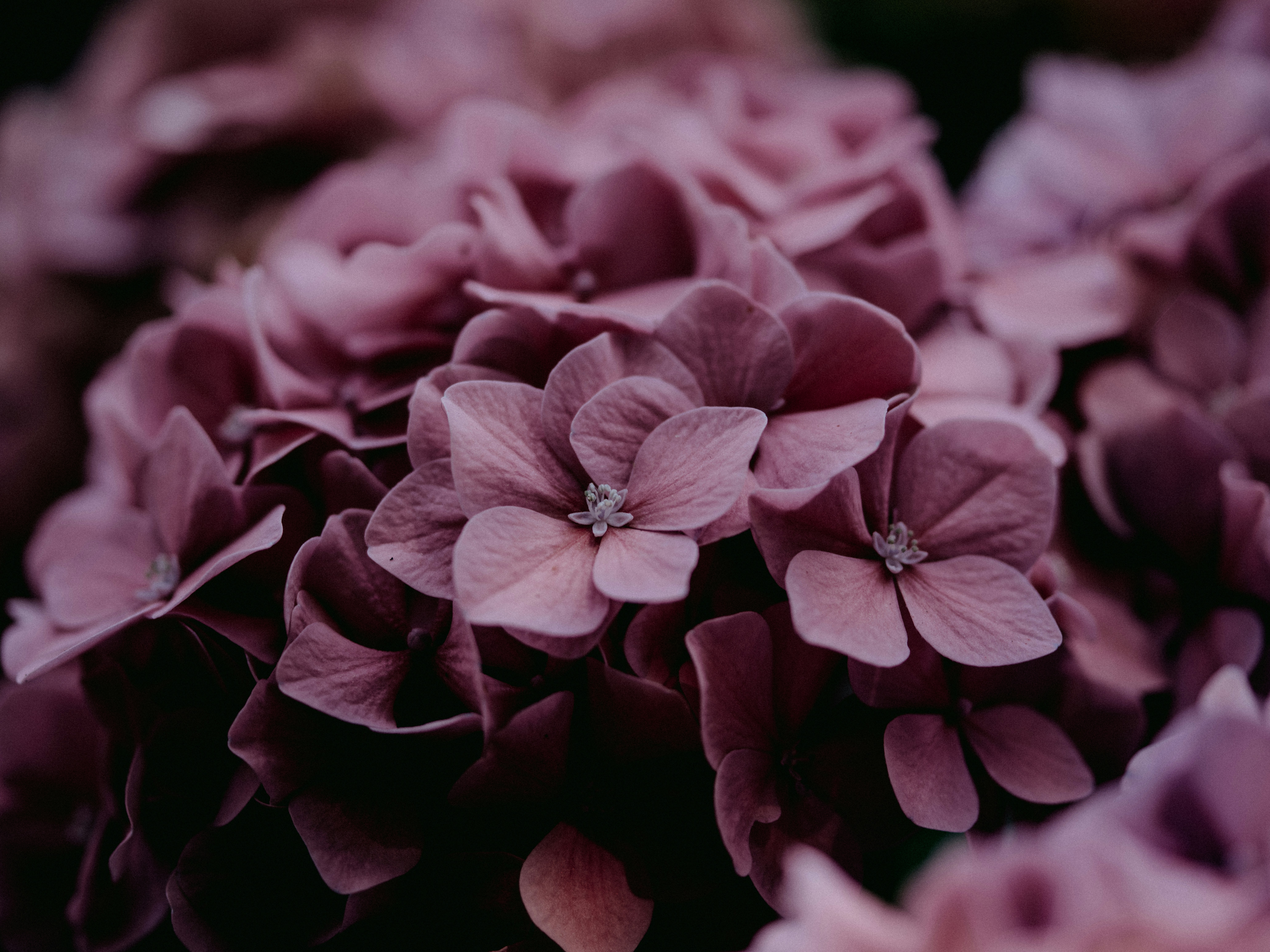 Photo by anniespratt