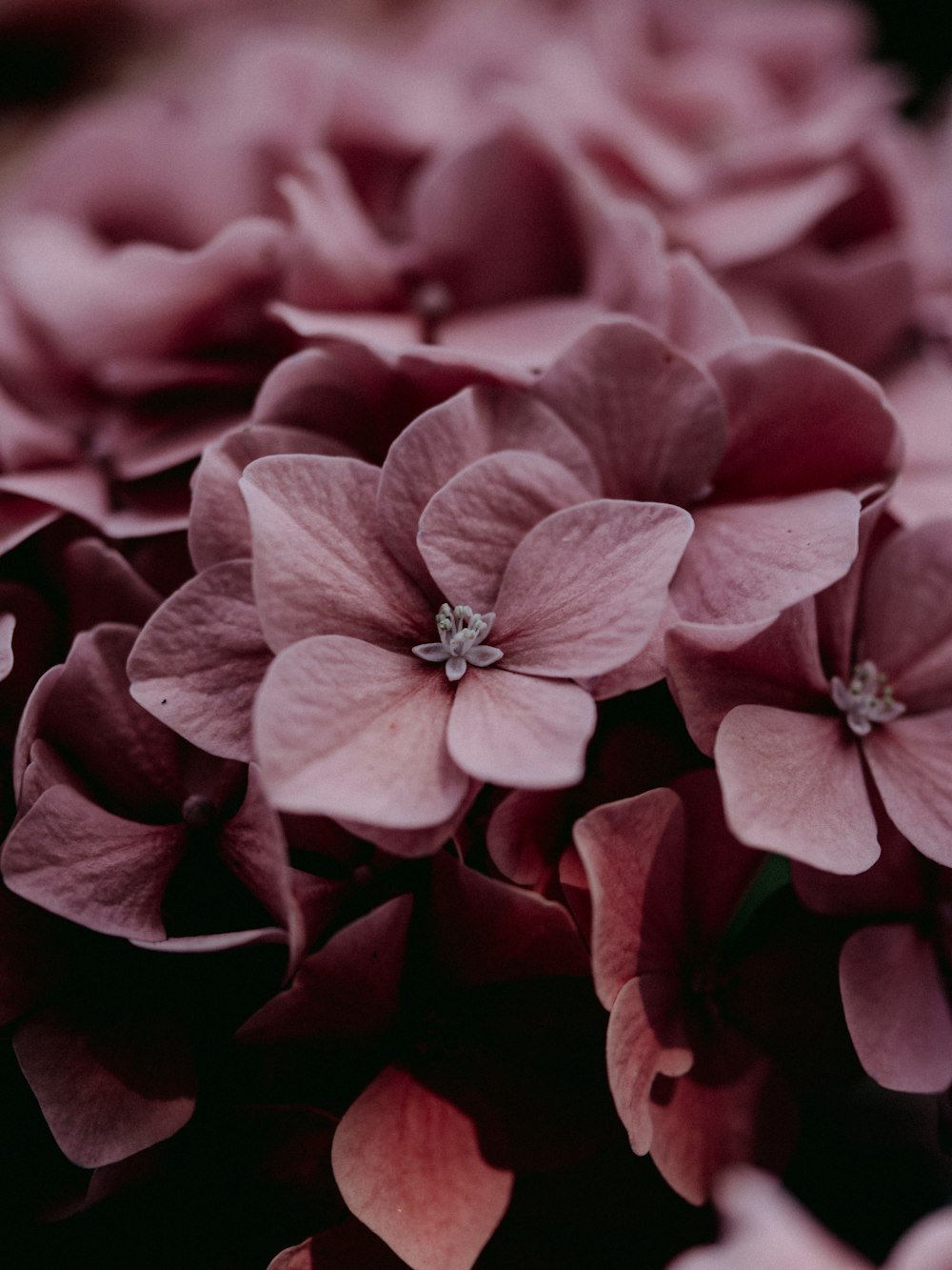 red and white flower in close up photography