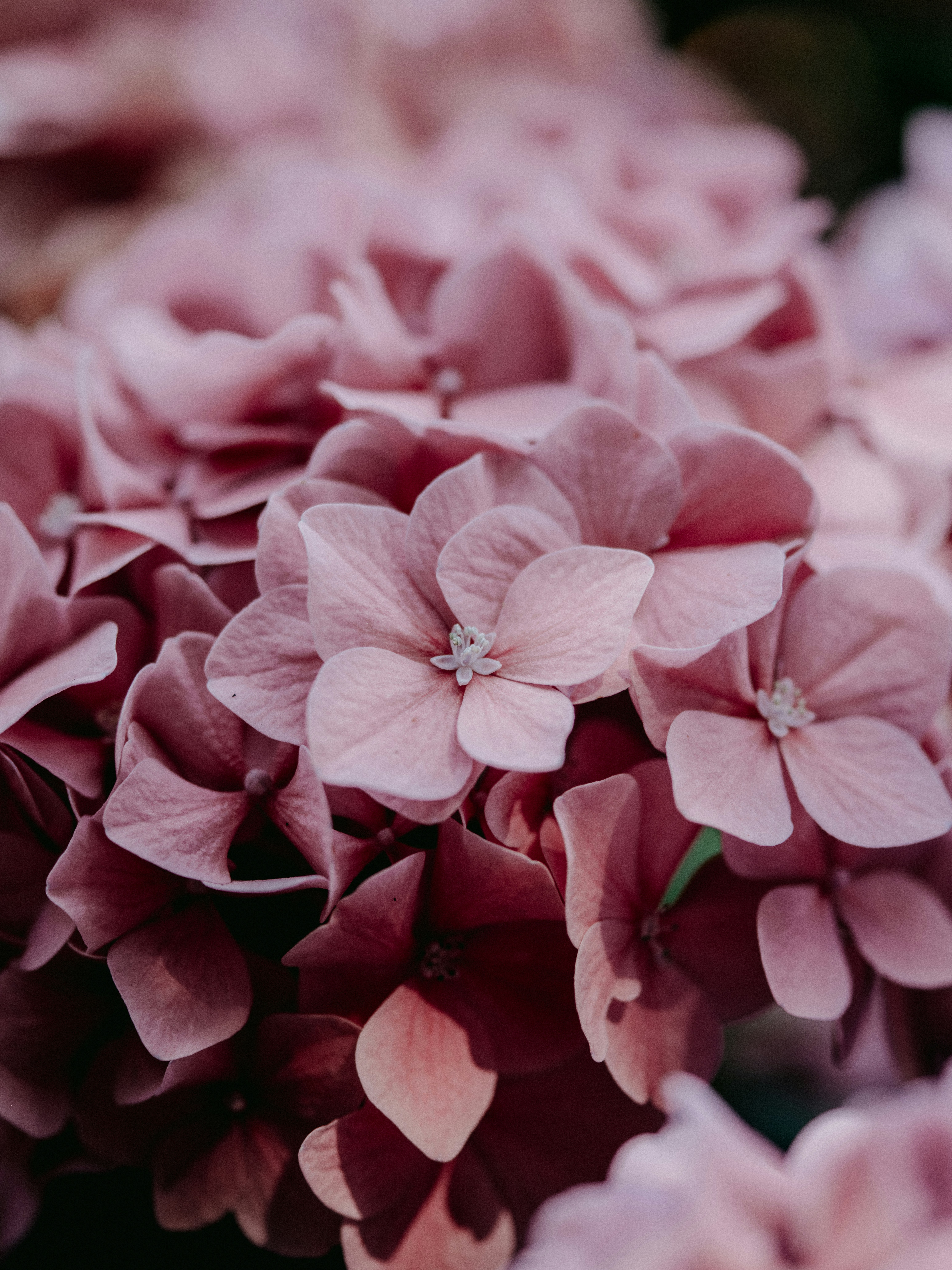 Photo by anniespratt