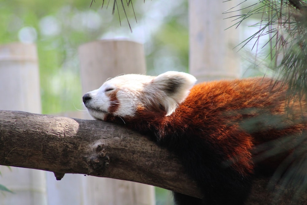 red panda on brown tree branch during daytime