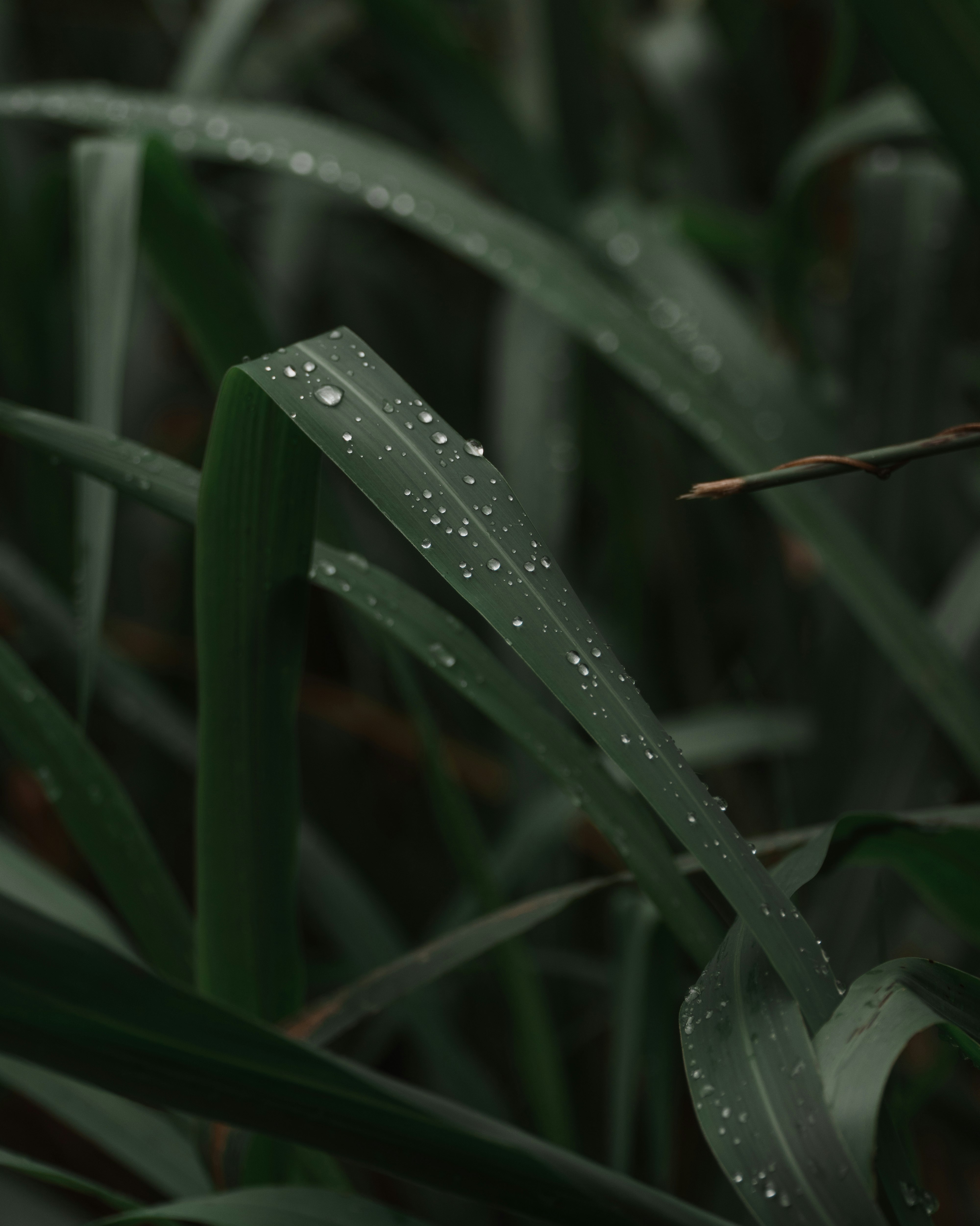 water droplets on green plant