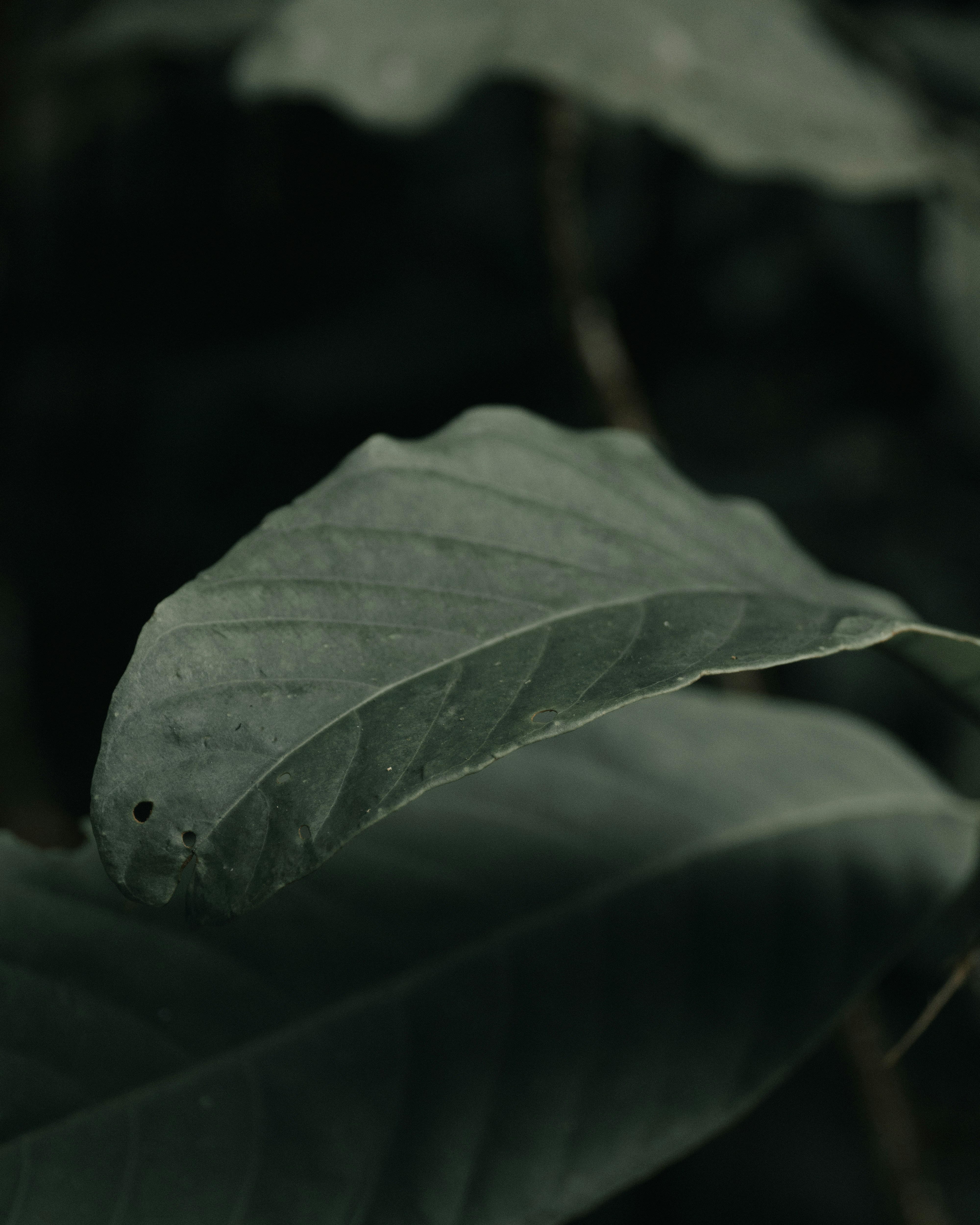 green leaf with water droplets