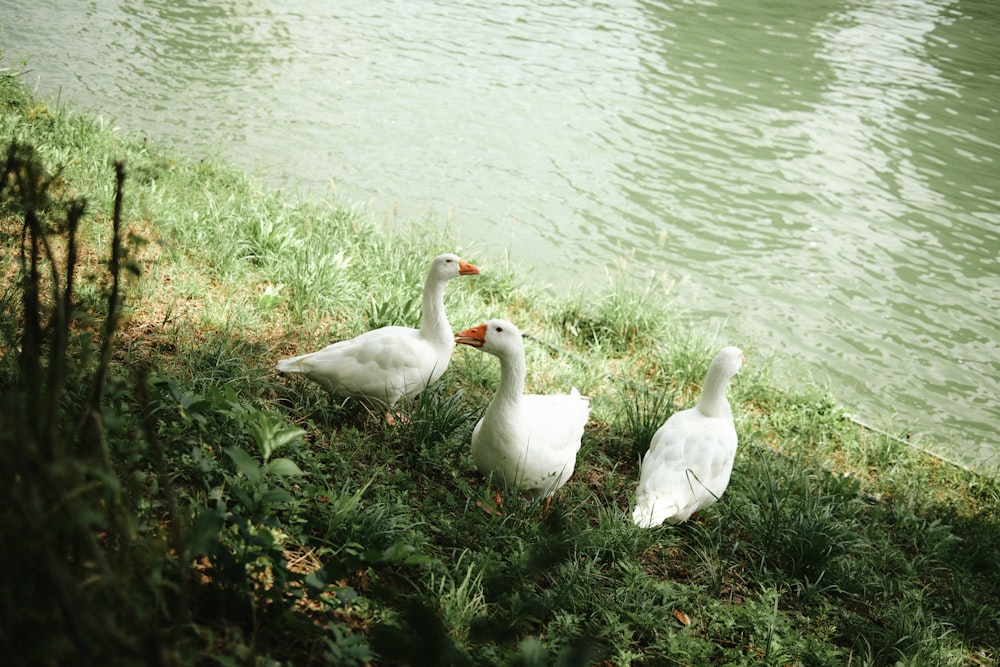 white swan on green grass near lake during daytime