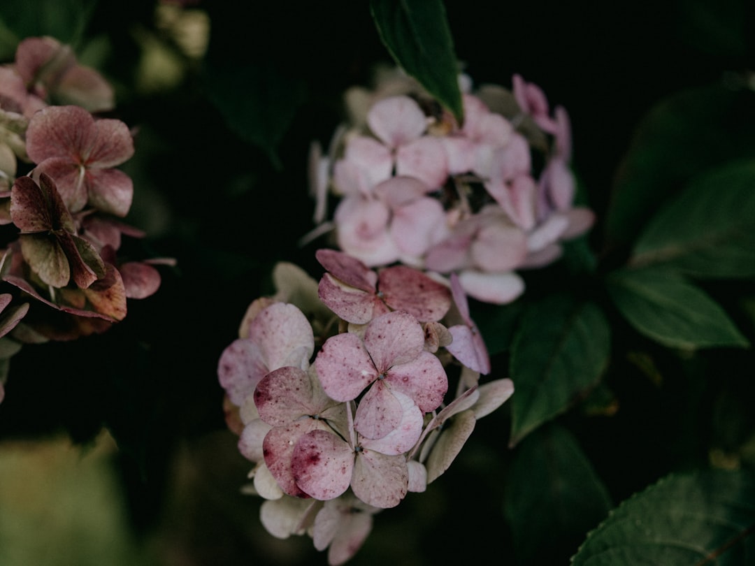 pink and white flower in close up photography