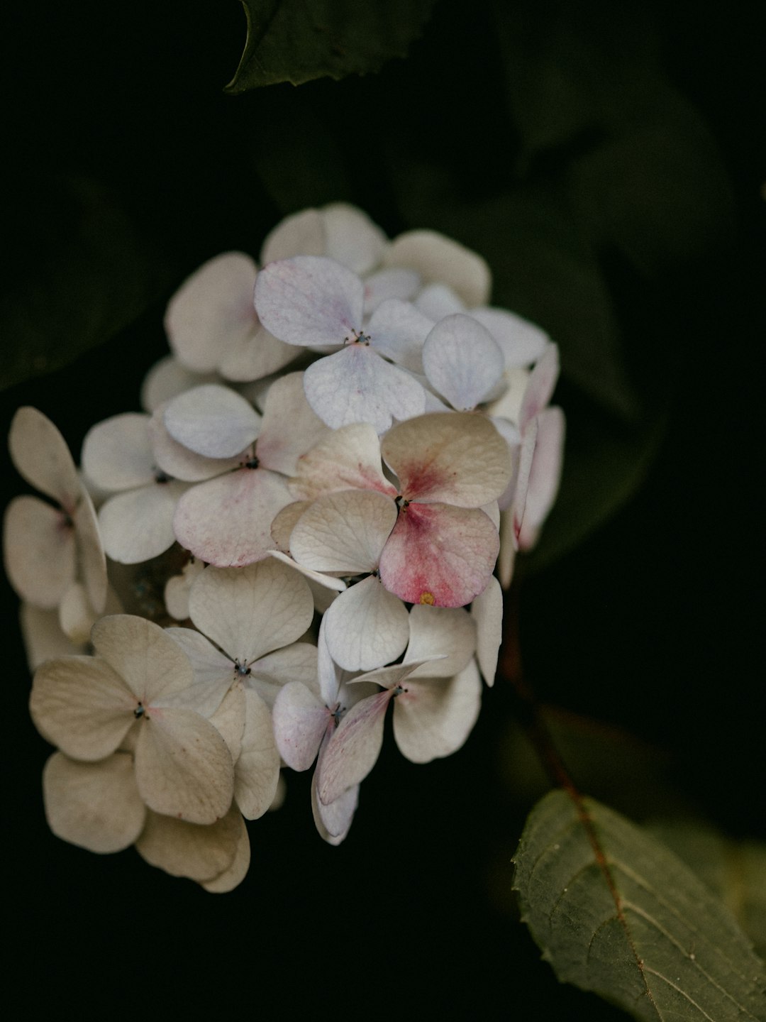 white and pink flower in close up photography