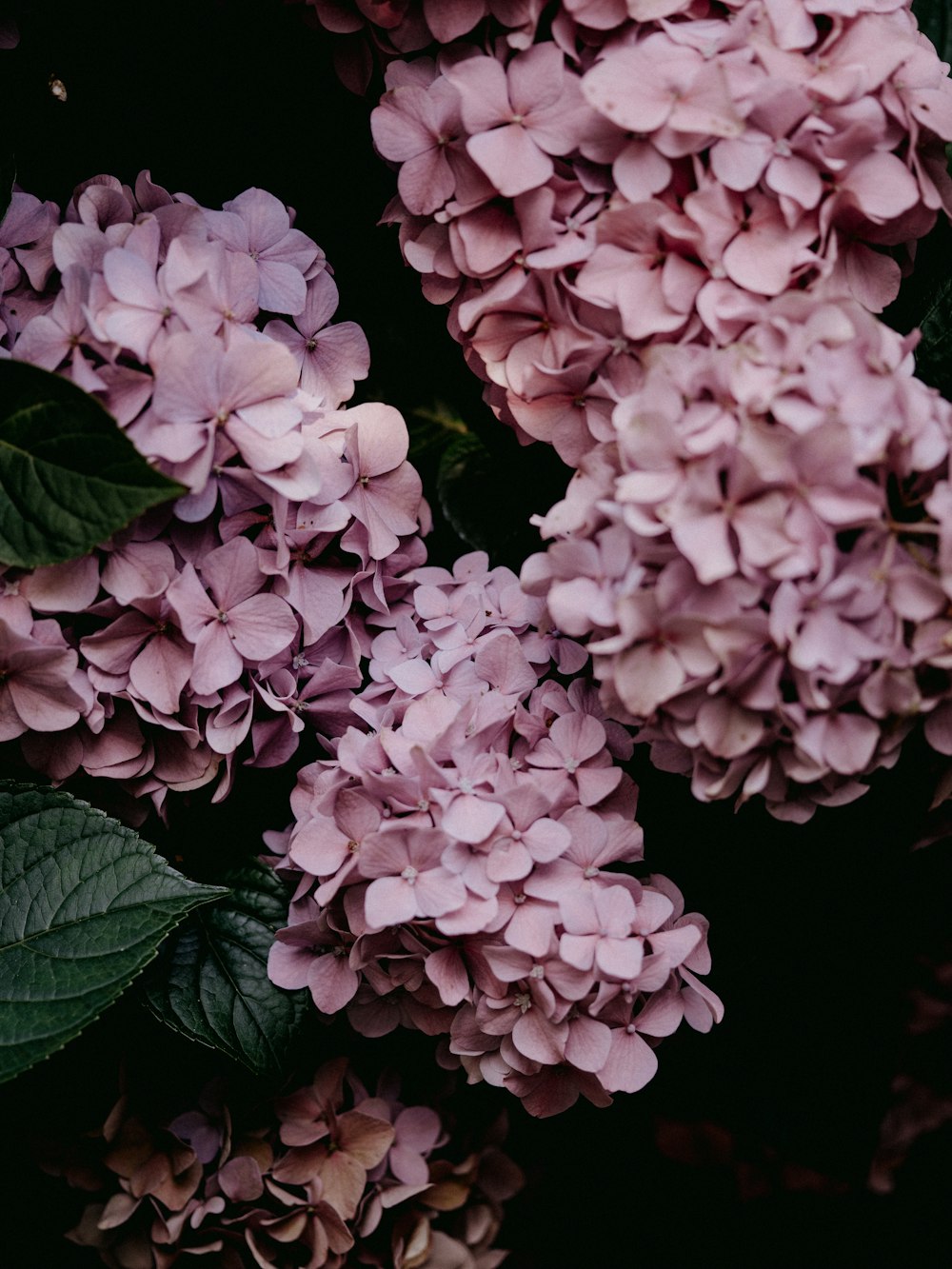 pink flowers with green leaves