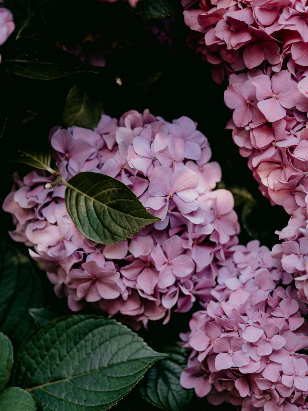 pink flowers with green leaves