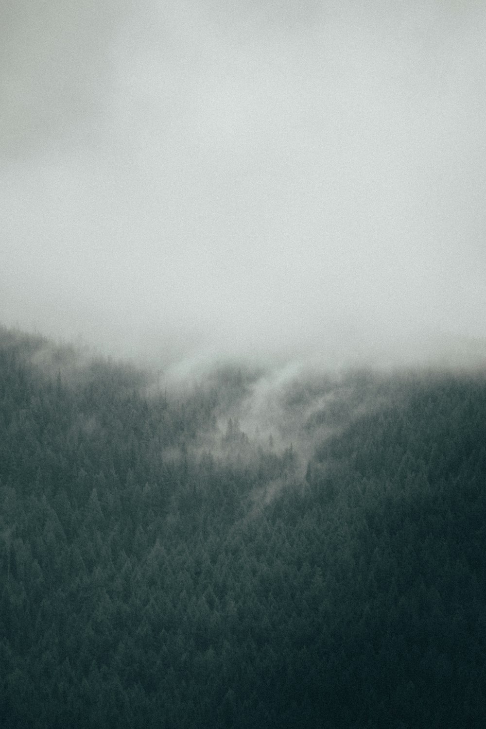 green grass field covered with fog