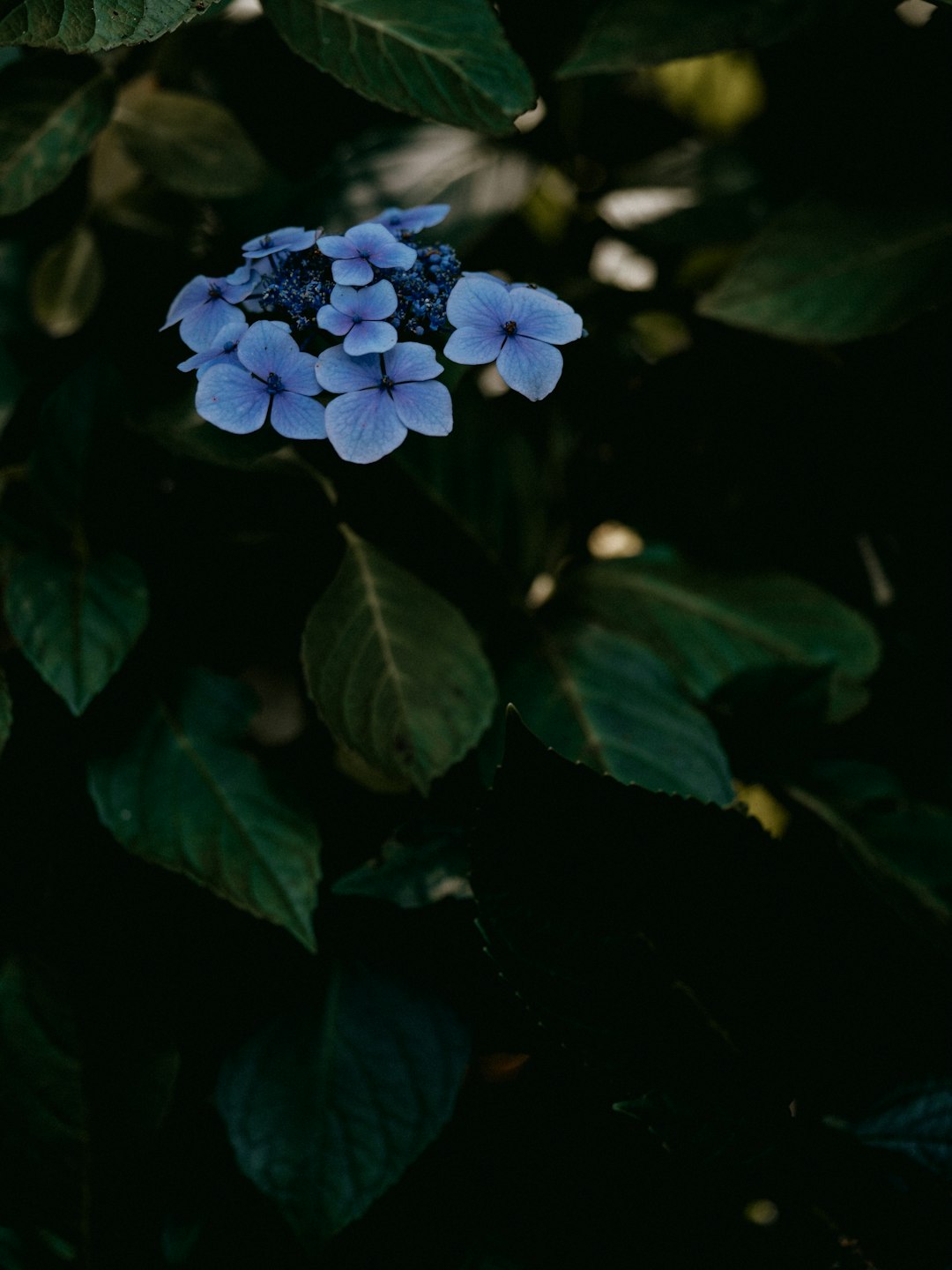 blue flower with green leaves