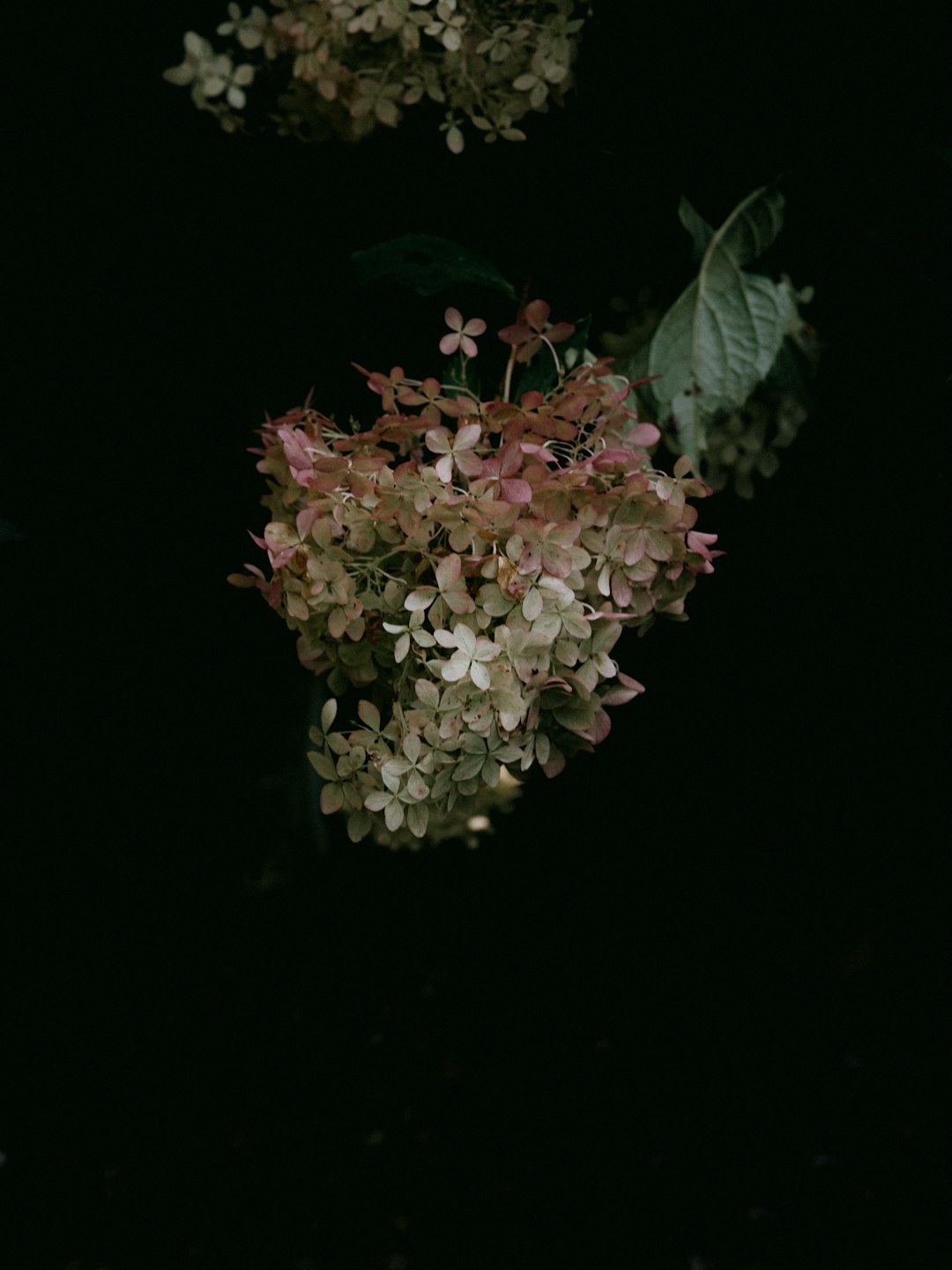 white and pink flowers with green leaves