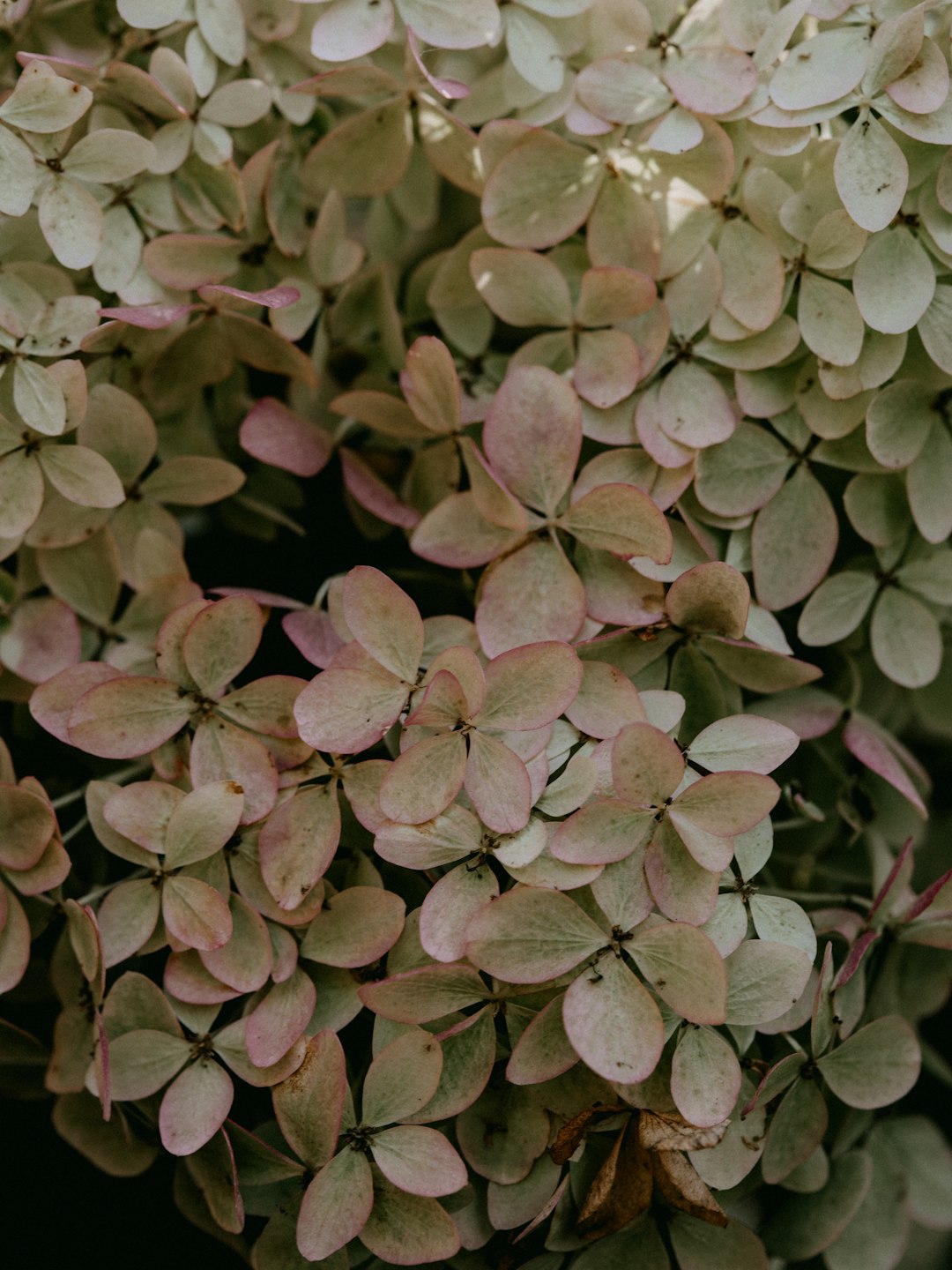 white and green plant leaves