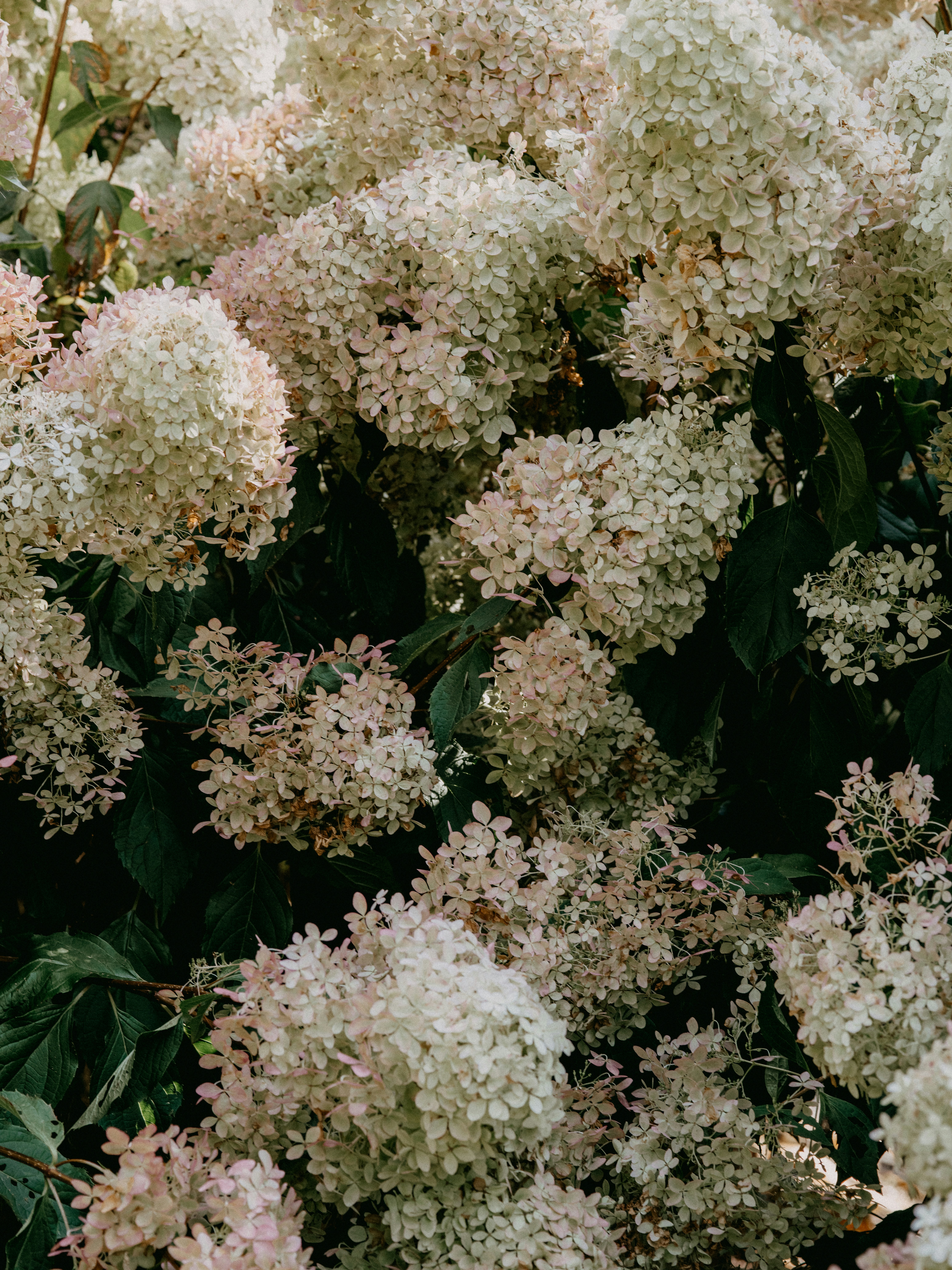 Photo by anniespratt