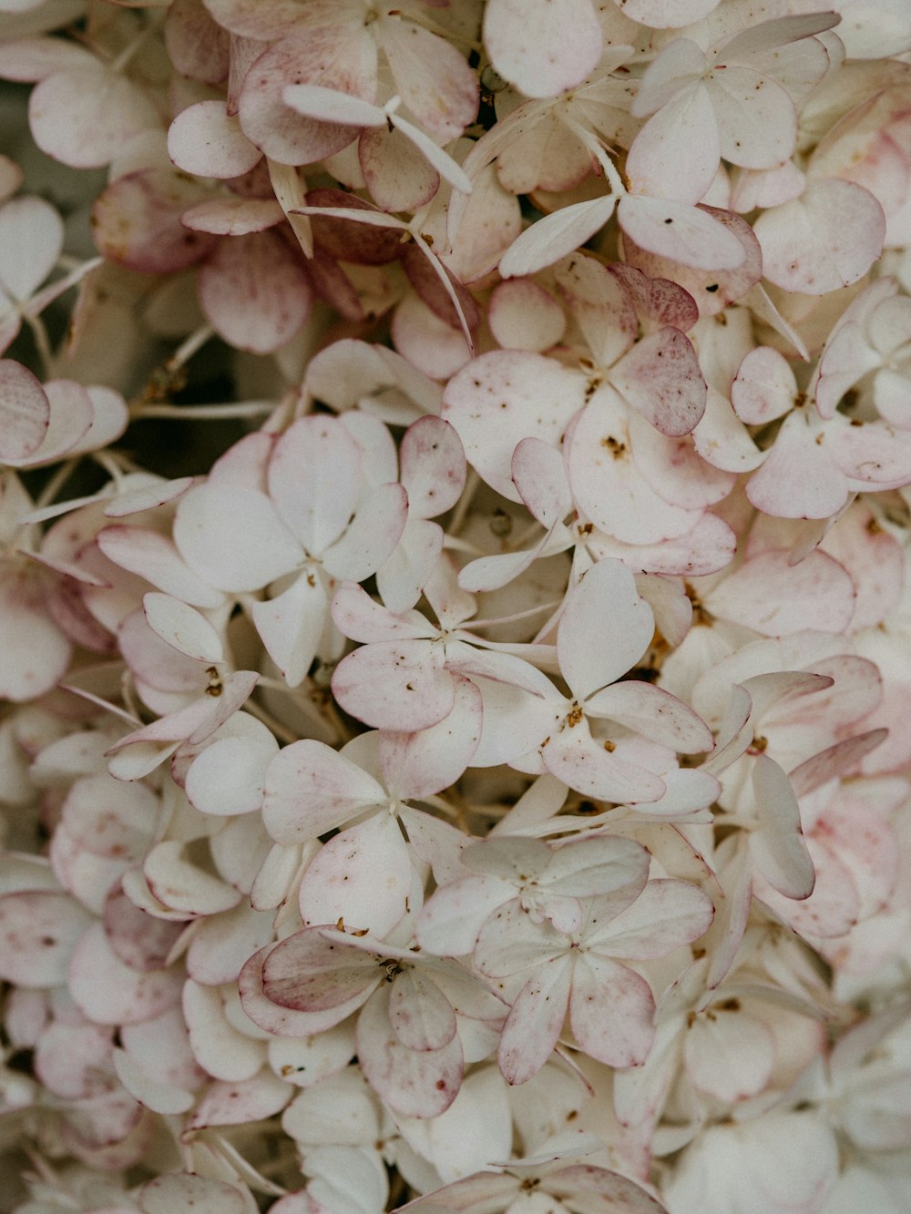 white and pink flower petals