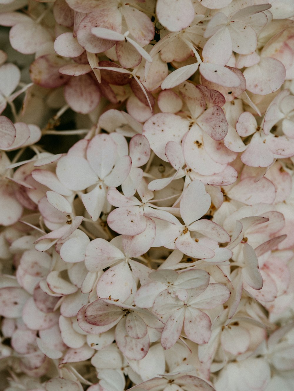 pétalos de flores blancas y rosas