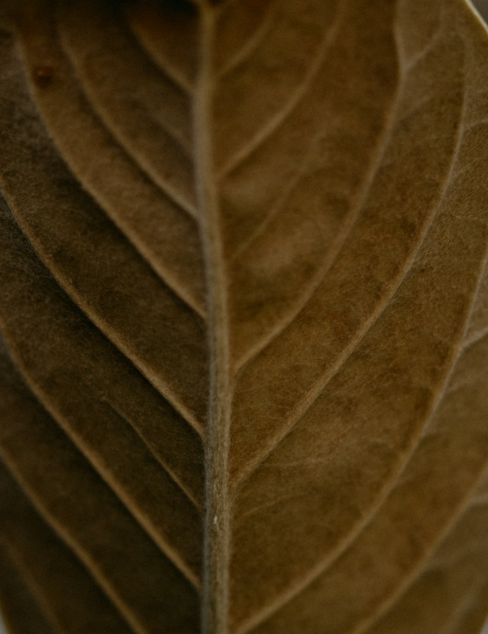 brown leaf in close up photography