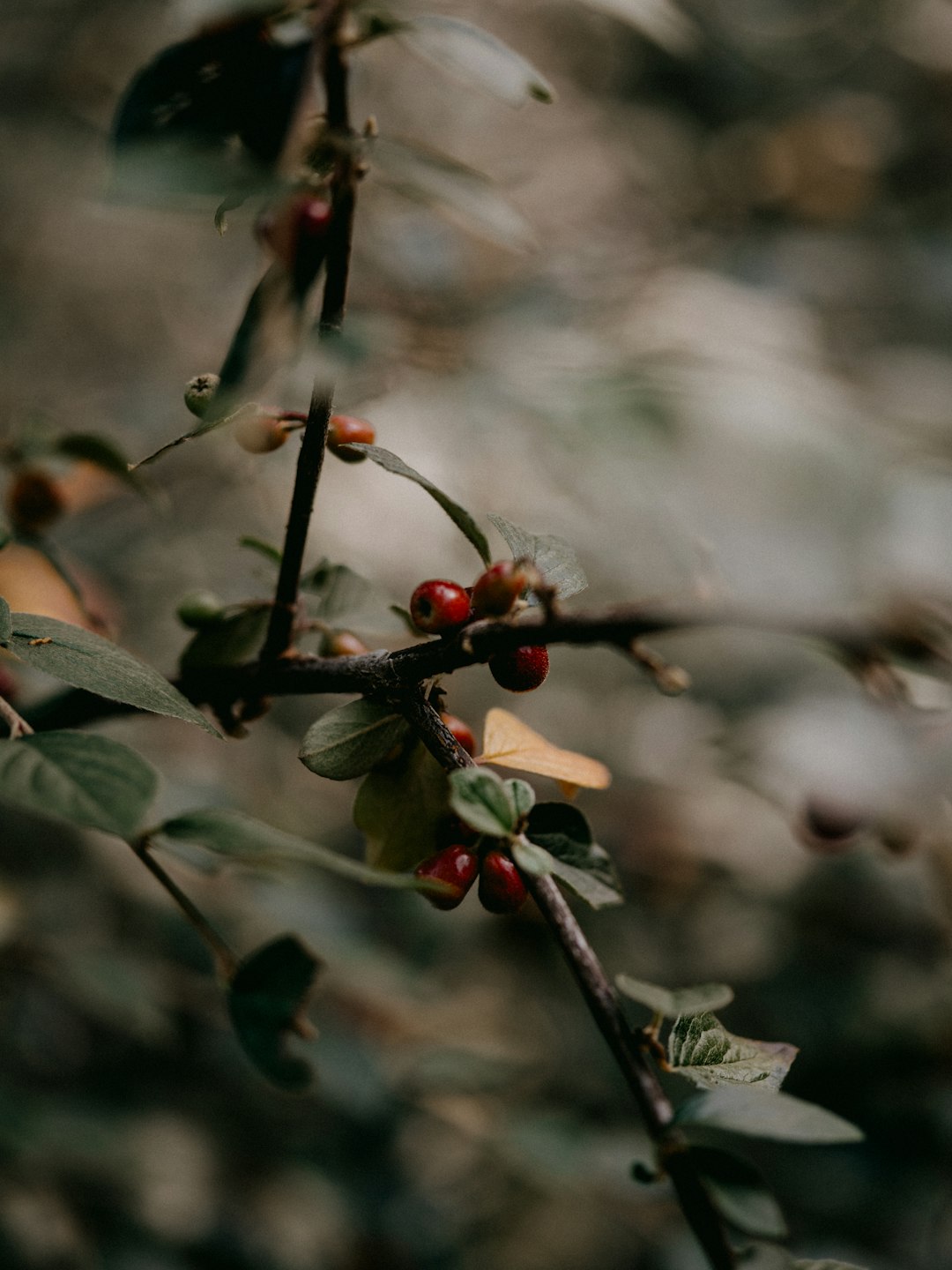 red round fruits in tilt shift lens