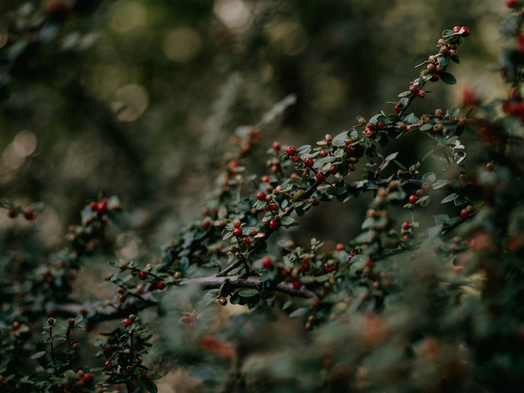 red and green plant stem