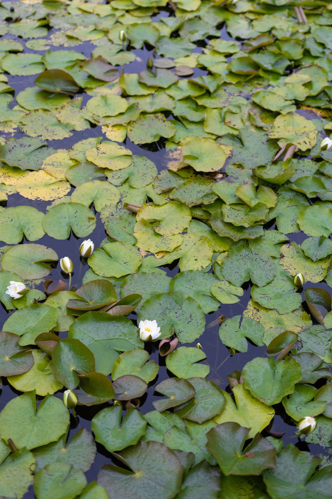 green water lilies on water