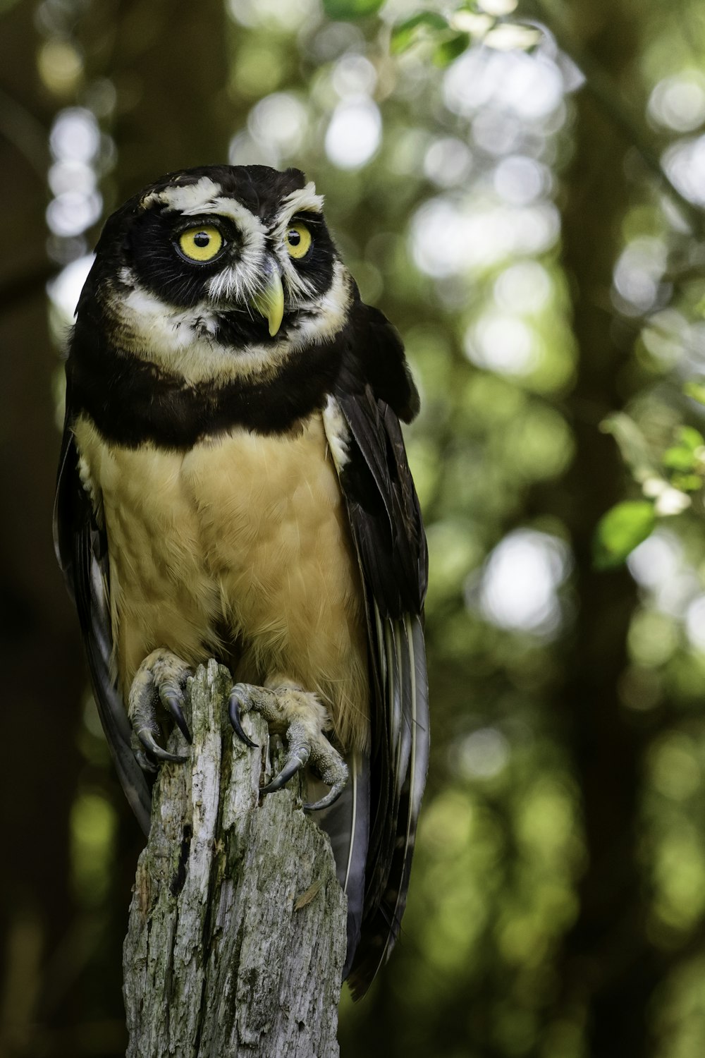 black and brown owl on tree branch