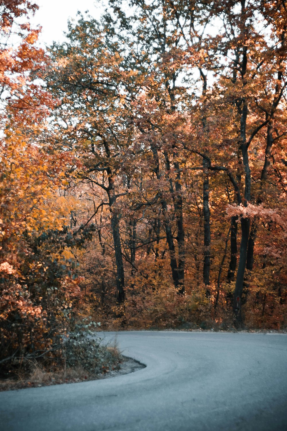 brown trees on gray road during daytime