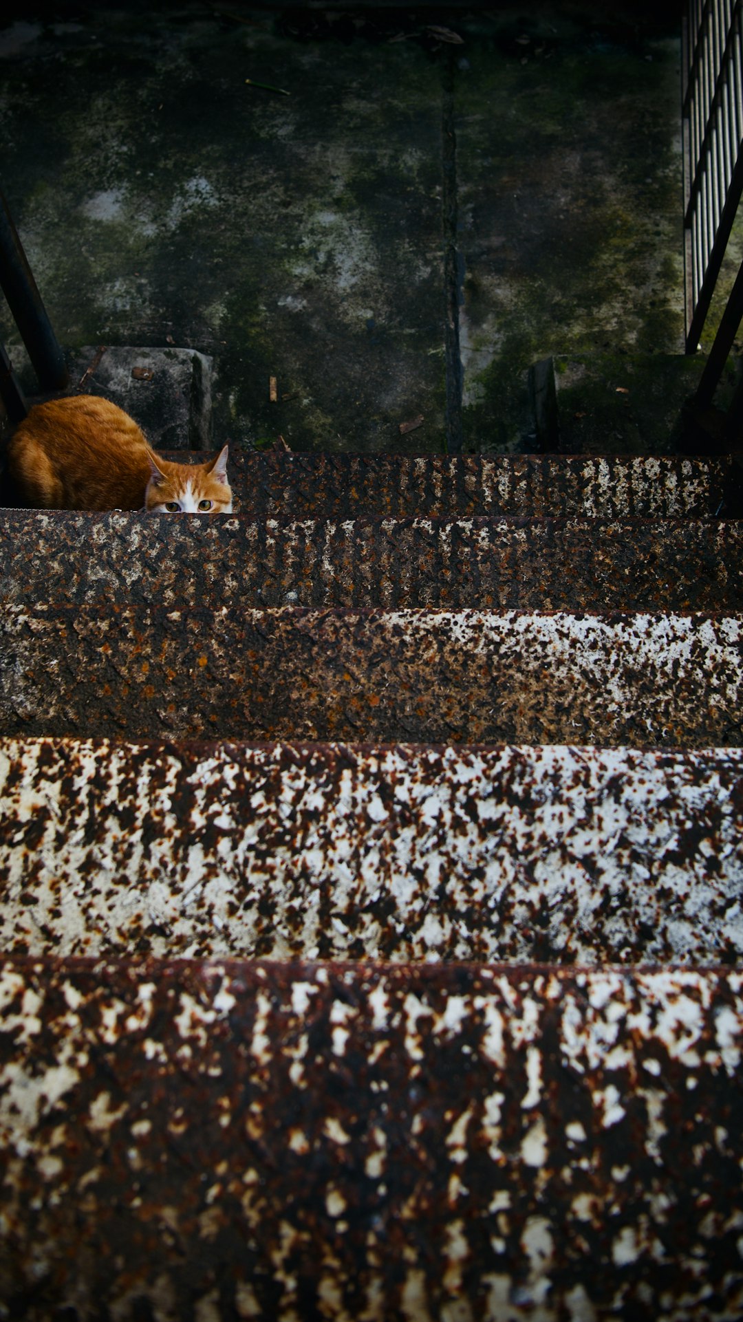 orange tabby cat on the window