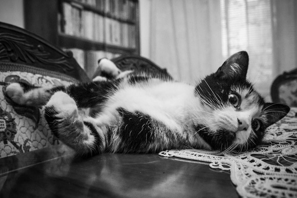 black and white cat on brown wooden table
