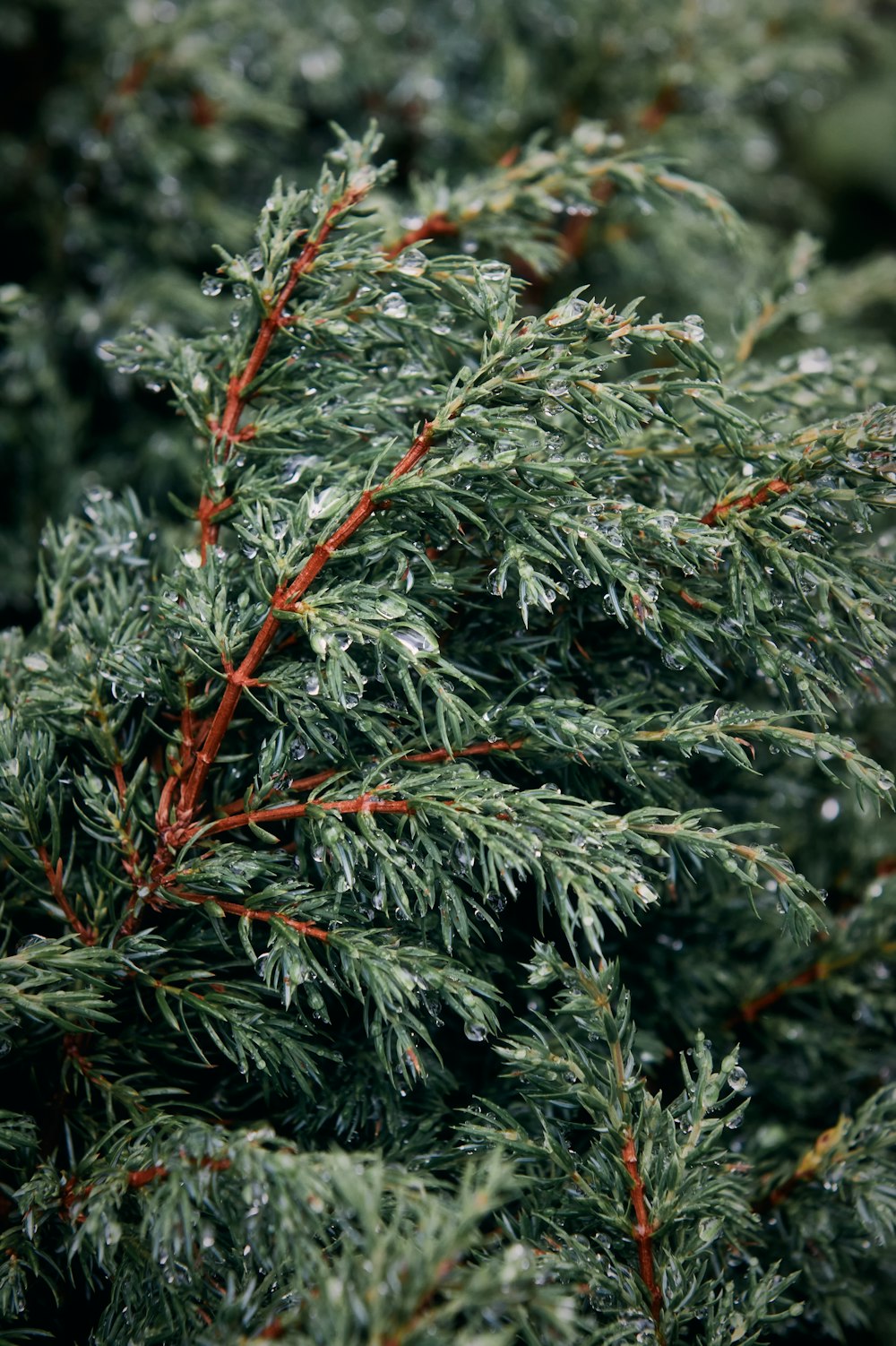 green pine tree covered with snow