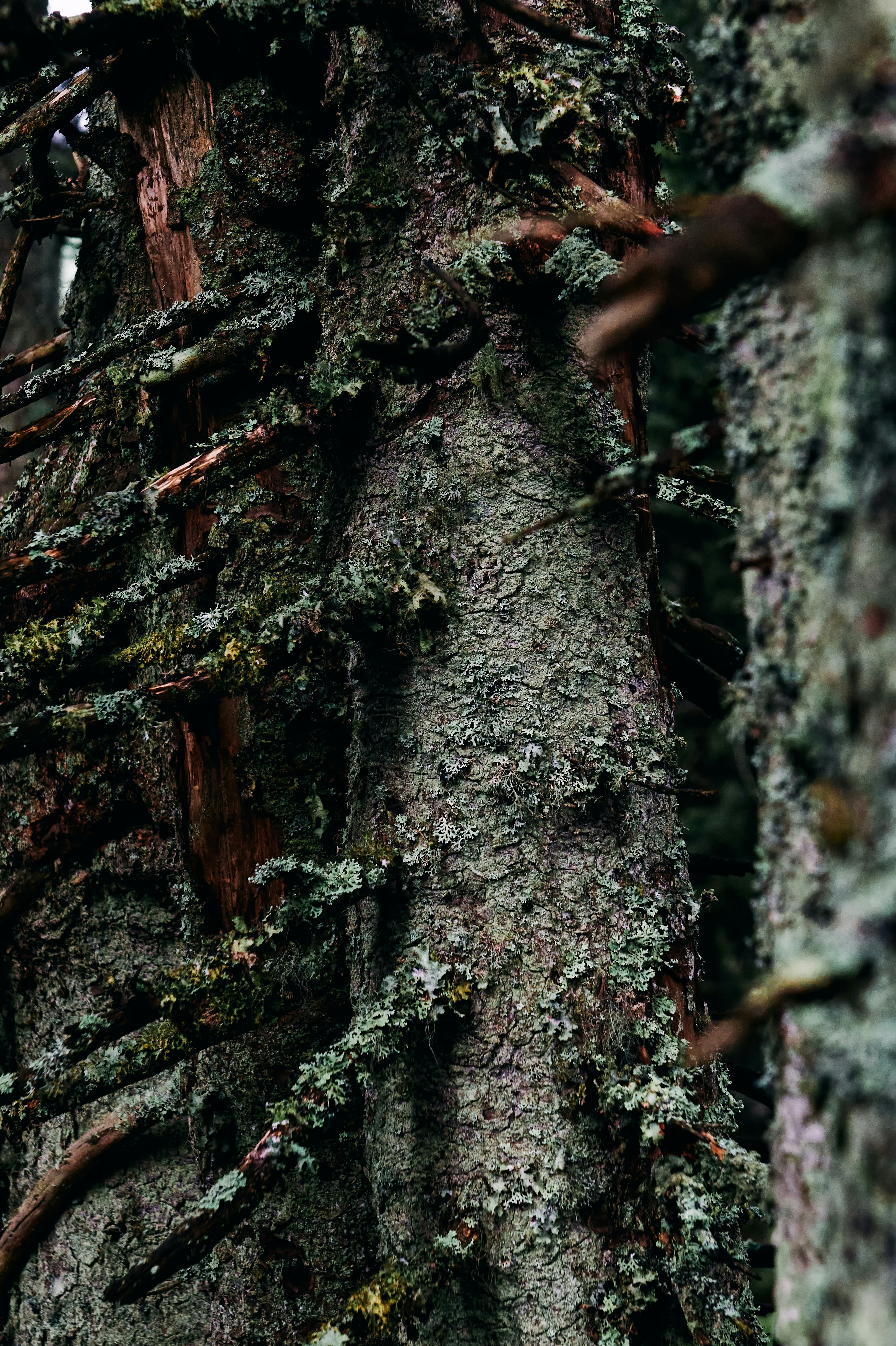 forest wallpaper nature, wallpaper, Teaching Kids About Nature: Camping Lessons 6