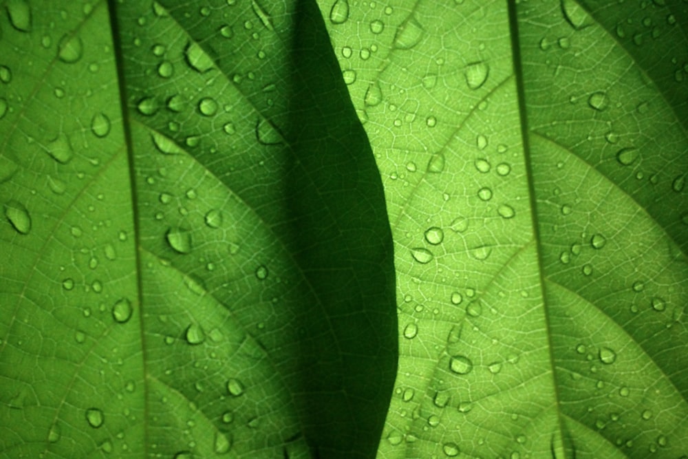 green and white polka dot textile